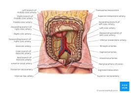 The descending aorta travels down the chest and becomes the abdominal aorta when it crosses the diaphragm, at about the twelfth thoracic vertebra. Blood Vessels Of Abdomen And Pelvis Anatomy Overview Kenhub