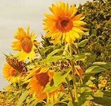 Find and follow posts tagged bungamatahari on tumblr. 6 Filosofi Bunga Matahari Dan Makna Bunga Matahari