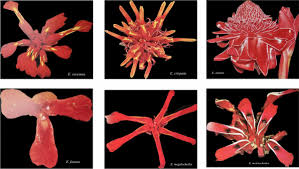 Image result for Erlangea