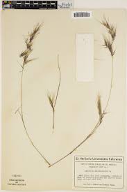 Image result for Aristida effusa