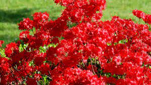 The buds have an interesting, intricate shape, almost like tiny stars. Best Shrubs With Red Or Orange Flowers