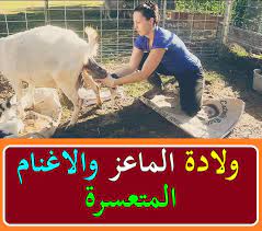 يُعد الماعز من أعراق الحيوانات الثديية التي تتبع الفصيلية البقرية والتي تضم الأبقار والجواميس، ودجنها الإنسان منذ الآلاف السنوات للاستفادة من لبنها وشعرها ولحمها، وهي من الحيوانات التي يفضل الكثير من المزارعين والهواة تربيتها لسهولة التداول معها، ومن أجل. ÙˆÙ„Ø§Ø¯Ø© Ø§Ù„Ù…Ø§Ø¹Ø² ÙˆØ§Ù„Ø§ØºÙ†Ø§Ù… Ø§Ù„Ù…ØªØ¹Ø³Ø±Ø© Ø§Ø³Ø¨Ø§Ø¨ Ø­Ø¯ÙˆØ«Ù‡Ø§ ÙˆÙ…ØªÙ‰ ÙŠØ¬Ø¨ Ø§Ù„ØªØ¯Ø®Ù„ ÙÙˆØ±Ø§