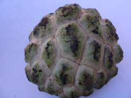 Image result for Annona squamosa