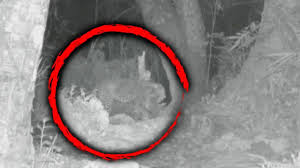 The zanzibar leopard is a creature that has developed quite a legendary reputation. Wildlife Expert Catches Extinct Zanzibar Leopard On Camera Youtube