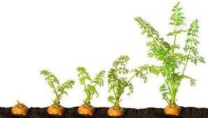 You should wait until your carrot seedlings are about an inch high before transplanting. What Does Carrot Sprout Look Like The Best Answers For You