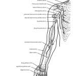 Grab these two free coloring pages from a human anatomy coloring book. Human Body Coloring Nature