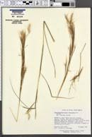 Image result for Andropogon festuciformis