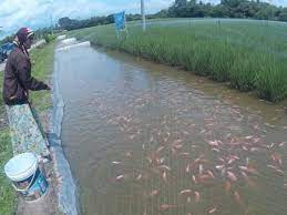 Kolam merupakan lahan yang dibuat untuk menampung air dalam jumlah tertentu sehingga dapat digunakan untuk pemeliharaan ikan dan atau hewan air lainnya. Tingkatkan Hasil Perikanan Dengan Budidaya Kolam Ikan Air Tawar Korankaltara Com