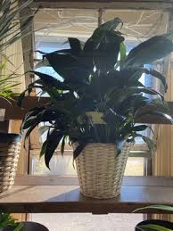 207 e sanger st hobbs nm 88240. Heaven Scent Flowers Gifts 207 E Sanger St Hobbs Nm Florists Mapquest