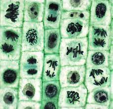 Check spelling or type a new query. Mitosis Photograph By Steve Gschmeissner Science Photo Library