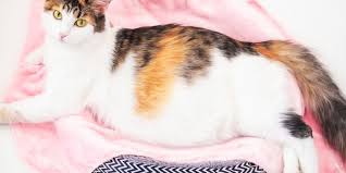 Dalam memelihara kucing, berat badan sering dijadikan sebagai aspek untuk mengukur keberhasilan catlover namun tetap saja, berat badan ideal adalah yang paling bagus. Kenali Masa Hamil Kucing Dan Tanda Tandanya Halaman All Kompas Com