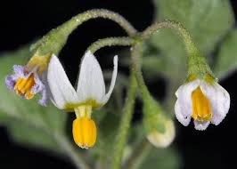 Image result for Solanum americanum