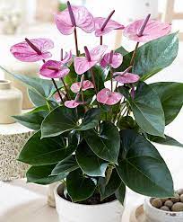 Pin By Hasanthi Karunarathna Gallage On Indoor Plants Inspo In 2020 Anthurium Plant Flower Seedlings Indoor Flowering Plants