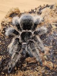 Image result for Emilia brachycephala