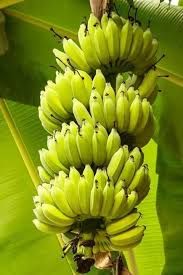 Pin On Fruit