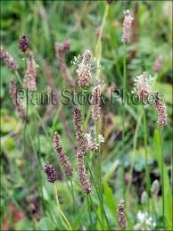 Image result for Cyathula lanceolata