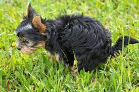Hundekot Im Garten Kompostieren Hundescheisse Nicht Verschwenden