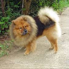 Fluffy Black And Brown Dog Breeds Black And Tan Chow Chow Dogs Of The World Dogs Chow Chow
