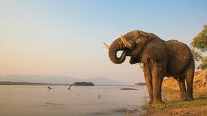 Mana Pools