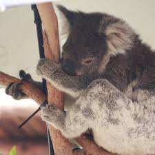 Britain was once home to an array of exotic animals but unfortunately. Koala Factcheck Have The Australian Bushfires Put Survival Of The Species At Stake Endangered Species The Guardian