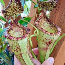 Image result for Nephrangis