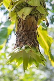 Image result for Ensete