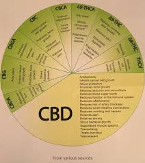 Harm Reduction Comfortable Trips Trippingly