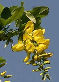 I fiori maschili delle zucchine si possono preparare fritti in pastella: Pianta Con Fiori Gialli A Grappolo