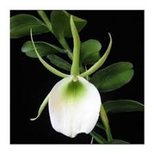 Image result for Angraecum infundibulare