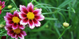 In colder regions, these plants take on a particular importance, often filling roles occupied by subshrub and shrubs. Perennial Flowers Garden Plants For Sale In Portland Or