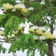 Image result for Albizia adianthifolia