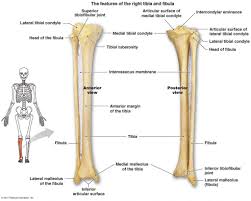 Electrical wiring diagrams leg bones diagram femur which are in coloration have a bonus above when looking at any leg bones diagram femur wiring diagram, get started by familiarizing your self. Tibia Fibula Bone Diagram Fusebox And Wiring Diagram Wires Paint Wires Paint Parliamoneassieme It