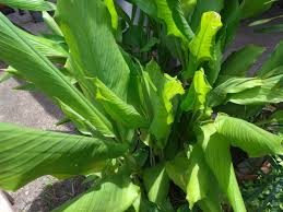 Kamu bisa mengidentifikasi dan amati keterangan sekitar gambar. Pokok Daun Kunyit Home Furniture Gardening On Carousell