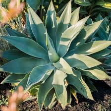 Artichoke agave agave parryi perennial succulent, impressive giant spikes, hundreds of fragrant, bright yellow flowers, suckers at base of plant the artichoke agave, agave parryi is a herbaceous evergreen perennial succulent and a member of the family asparagaceae along with many other. How To Grow And Care For Agave