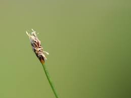 Image result for Eleocharis welwitschii