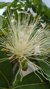 Image result for Pachira glabra