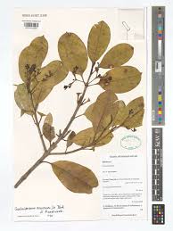 Image result for Craterispermum