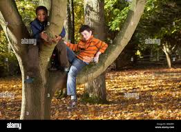 Two boys sitting in a tree Stock Photo ...