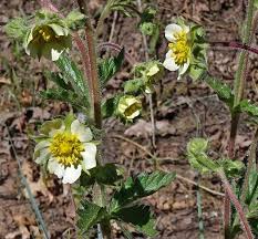 Image result for Drypetes arguta