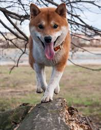 Browse classifieds placed by shiba dog breeders. Notebook Shiba Inu Dog Branch Frontal Shiba Inu Pet Puppy Puppies Dogs Breed Training Toys Bed Collar Wild Pages Press 9781096347460 Amazon Com Books