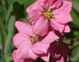 Pink Larkspur Flower Meaning Unlock The Secret Auntyflo Com Larkspur Flower Flower Meanings Flowers
