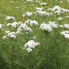 Image result for Motandra paniculata