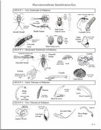 Macroinvertebrate Lab Environmental Education Science