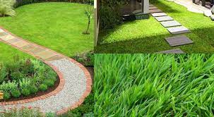 Jenis rumput hias apa yang tepat untuk taman idaman anda? 7 Jenis Rumput Untuk Taman Rumah Creo House