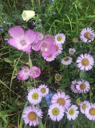 Image result for Erythrococca polyandra