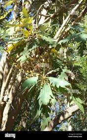 Image result for Bocconia arborea