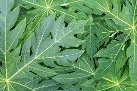 We did not find results for: 7 Manfaat Daun Pepaya Untuk Kesehatan Sekaligus Cara Mengolahnya Bisa Mengobati Dbd