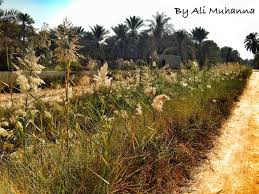 علي المهنا Sur Twitter العقربان نباتات صديقة للصرف الزراعي بعدستي الاحساء لنا لنحفظها I7sawy Al 7asa الاحساء 7sawyatq8 احساؤنا نظيفة Http T Co 171sm3d0