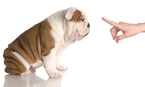 We had gone through the basic puppy training at petsmart (6 weeks of one hour group sessions) and that had helped with basics like sit and stay. Dog Training Group And Private Lessons In N Va North Bethesda D C