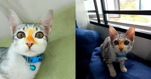 Cara merawat kucing flu, selsema, hidung berair, berhingus. Comelnya Hidung Jadi Kuning Mujur Ada Petua Ni Petua Mudah Kurangkan Selesema Kucing Elak Jadi Lebih Teruk Keluarga